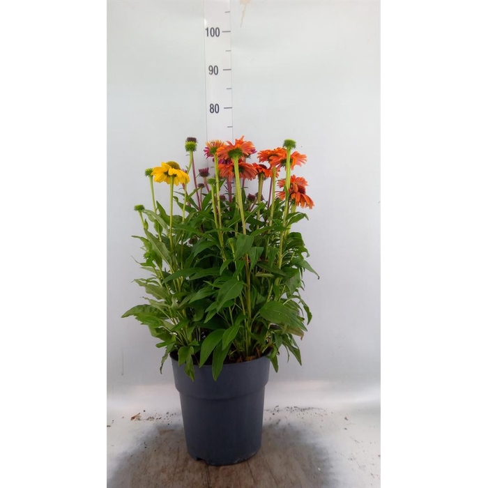 <h4>Echinacea   ...</h4>