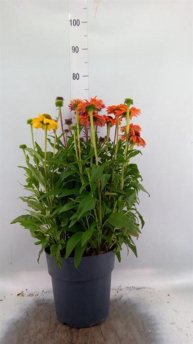 Echinacea   ...