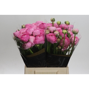 Ranunculus Elegance Pink