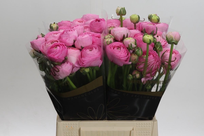 <h4>Ranunculus Elegance Pink</h4>