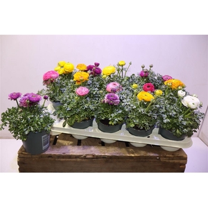 arr8 Ranun Sprink Gem