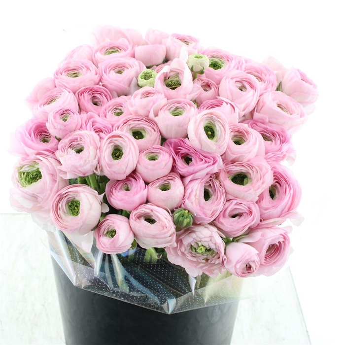 <h4>Ran Su Sr Confetto Extra</h4>