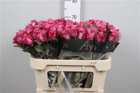 <h4>R Gr Deep Purple</h4>