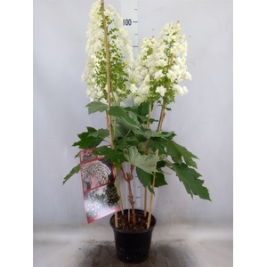 Hydrangea quercifolia