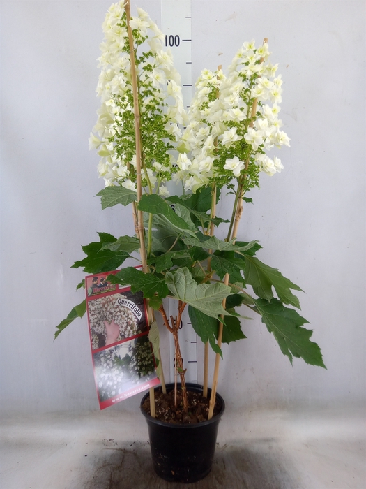<h4>Hydrangea quercifolia</h4>