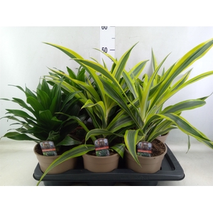 Dracaena   ...mix