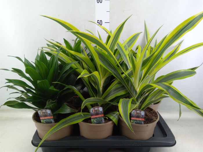 <h4>Dracaena   ...mix</h4>