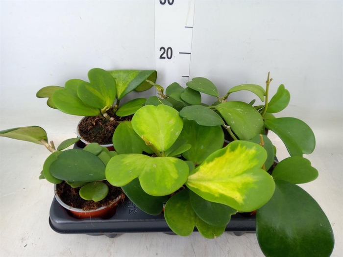 <h4>Hoya kerrii</h4>