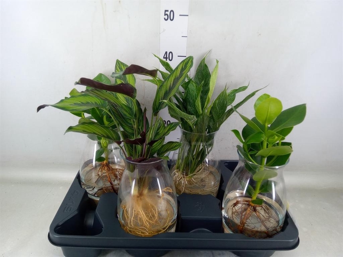 <h4>Planten  ..mix</h4>