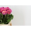 Dahlia Barbados