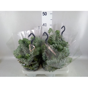 Crassula   ...