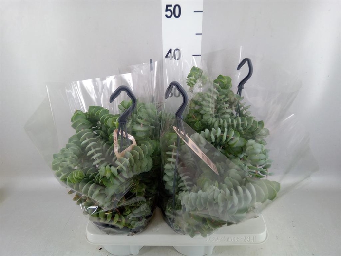 <h4>Crassula   ...</h4>