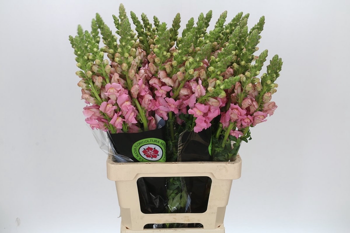 <h4>ANTIRRHINUM POTOMAC CHERRY ROSE</h4>