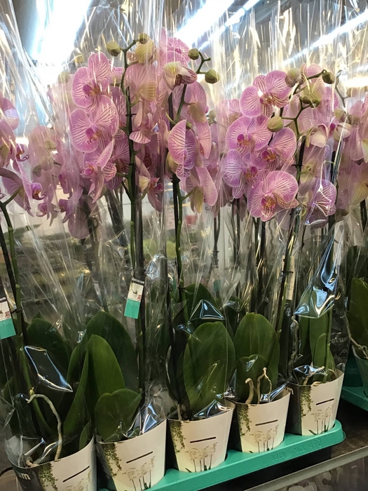 <h4>R GR Kings Cross X10</h4>