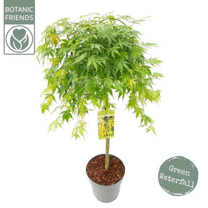 <h4>Acer palm. 'Cascade Emerald' C14 halfstam</h4>