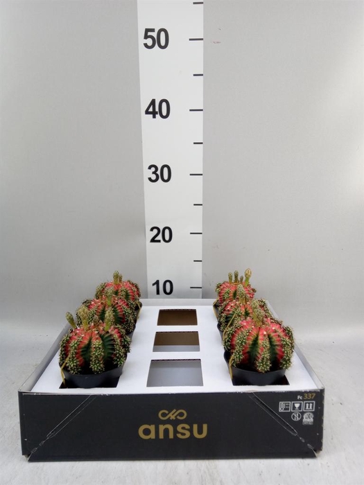 <h4>Gymnocalycium mihanov. 'Japan' mix</h4>
