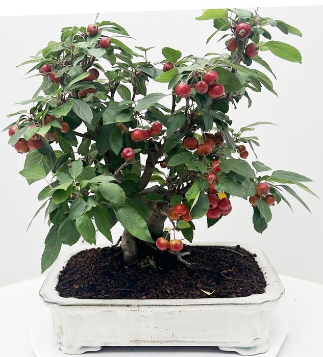 <h4>Malus domestica, pot 41 cm., height 60cm. (single item)</h4>