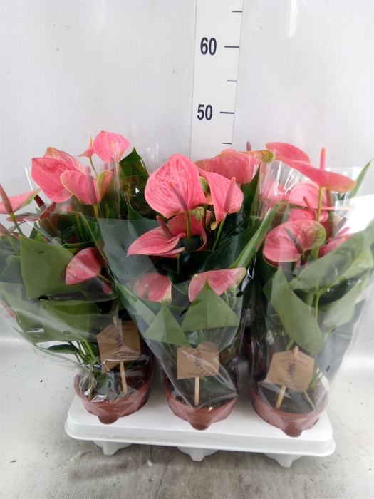 <h4>Anthurium andr. 'Sweet Dream'</h4>