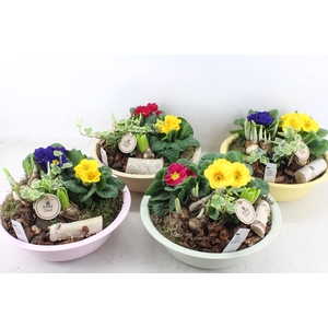 arr4 Primula PL - Zink schaal colour mix