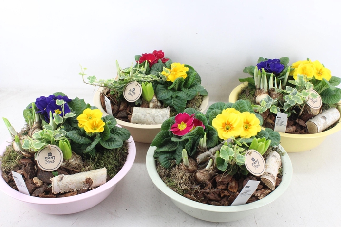 <h4>arr4 Primula PL - Zink schaal colour mix</h4>