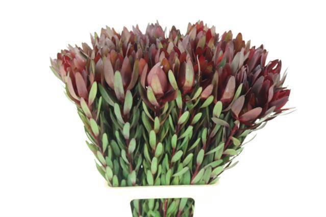 <h4>LEUCAD SAF SUNSET</h4>