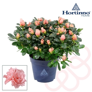 Hortinno® Home 'roos' 25 - 27 cm