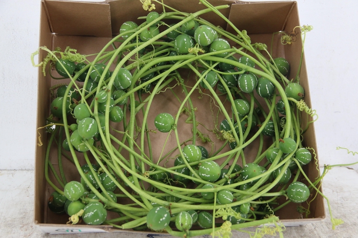 <h4>DIPLOCYCLOS PALMATUS</h4>