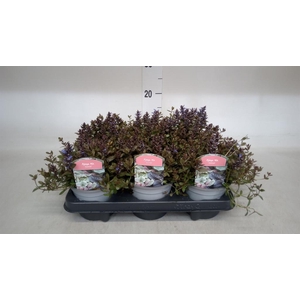 Ajuga reptans 'Braunherz'