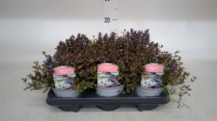 <h4>Ajuga reptans 'Braunherz'</h4>