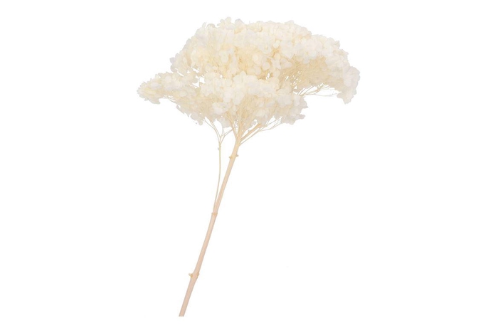 <h4>Dry Bleached Hortensia Prepared 7x33cm</h4>