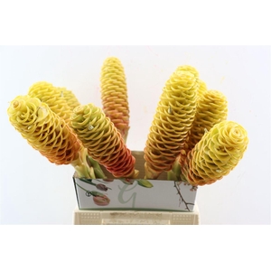 Zingiber Spec Two Colour