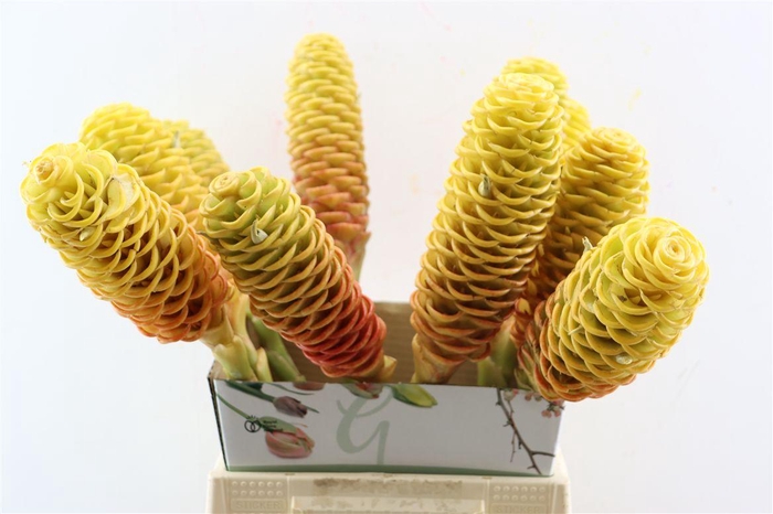 <h4>Zingiber Spec Two Colour</h4>