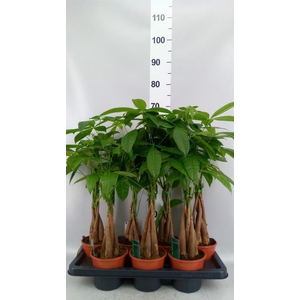Pachira aquatica