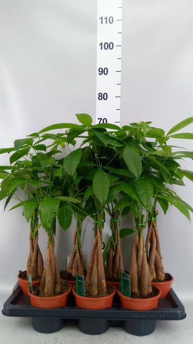 Pachira aquatica