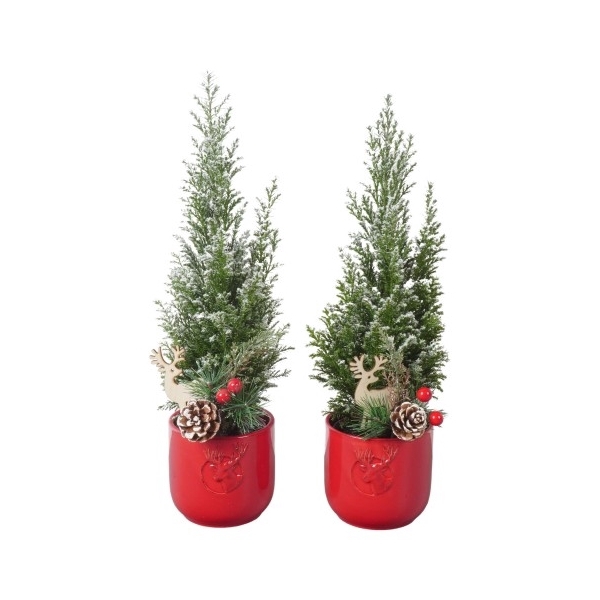 <h4>PTK24154 Ellwoodii met sneeuw in keramiek pot met decoratie</h4>