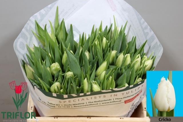 <h4>TU FR CRICKO</h4>