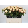 Paeonia Ann Cousins