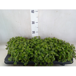 Callisia repens