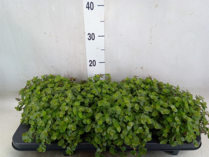 <h4>Callisia repens</h4>