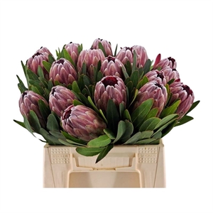 Protea Pink Ice