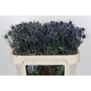 Eryngium Blue Dynamite