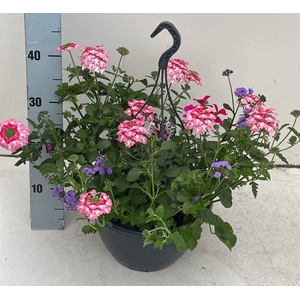 PERKPL GEM IN POT