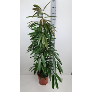 FIC BIN AMSTEL KING P27 150CM