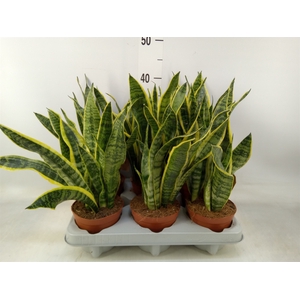 Sansevieria trifa. 'Laurentii'