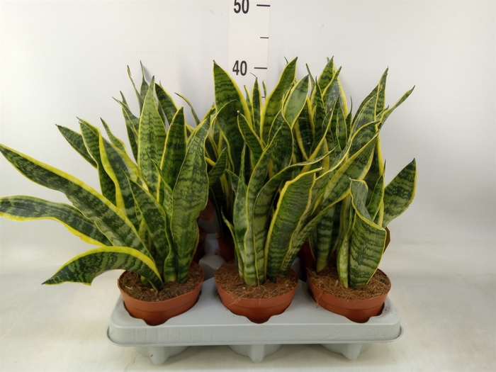 <h4>Sansevieria trifa. 'Laurentii'</h4>