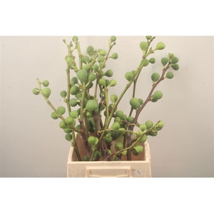 FIGUE PER BUNCH 500 GRAM*