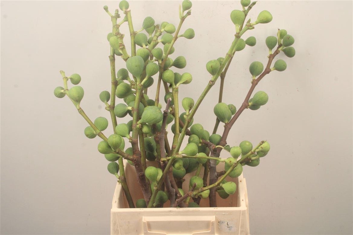 <h4>FIGUE PER BUNCH 500 GRAM*</h4>
