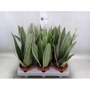 Sansevieria trifa.   ...