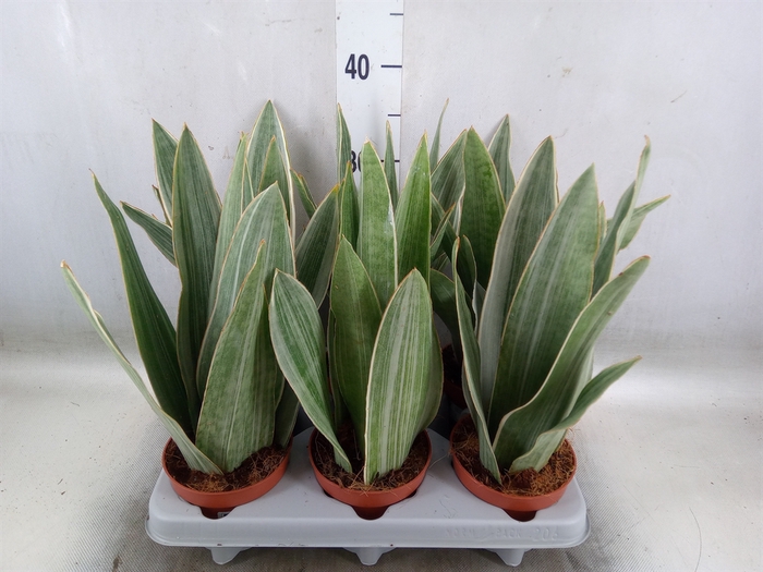 <h4>Sansevieria trifa.   ...</h4>
