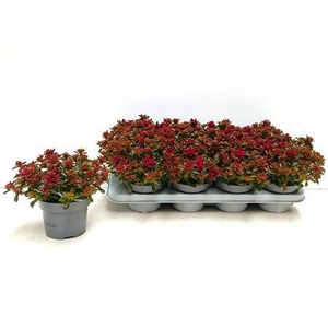 Sedum Spu Spot D Ros